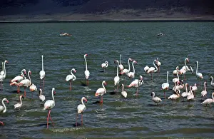 Flamingos, Ngorongoro crater, Tanzania