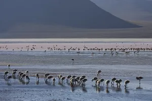 Flamingos (Phoenicoparrus) at lagoon Laguna Colorada