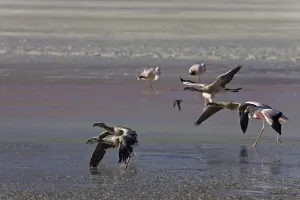 Flamingos (Phoenicoparrus) at lagoon Laguna Colorada