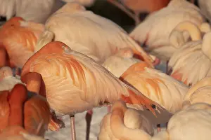 Flamingos (Phoenicopteridae) in detail