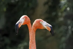 Flamingos (Phoenicopteriformes)