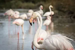 Flamingos (Phoenicopterus roseus) in the Camargue