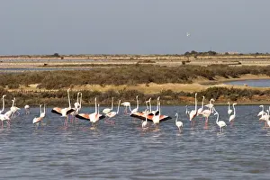 Flamingos in the saline in Ibiza