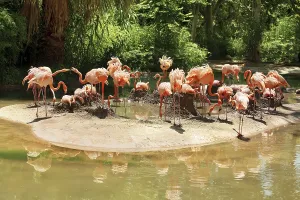 Flamingos sitting on nests