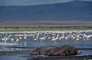 Flamingos, sleeping hippos (Hippopotamus amphibius) in the Ngorongoro Crater