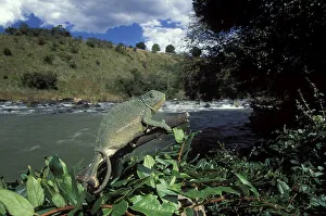 Flap-neck Chameleon (Chamaeleo dilepis)
