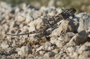 Flap-necked chameleon (Chamaeleo dilepis)