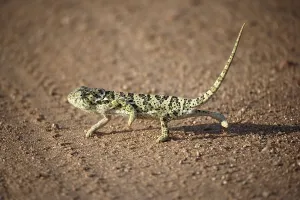 Flap-necked Chameleon (Chamaeleo dilepis)