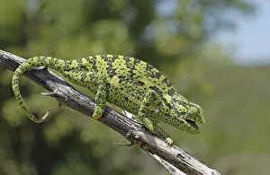 Flap-necked Chameleon (Chamaeleo dilepis)