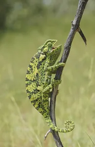 Flap-necked Chameleon (Chamaeleo dilepis)
