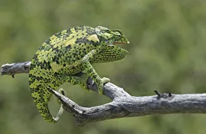 Flap-necked Chameleon (Chamaeleo dilepis)