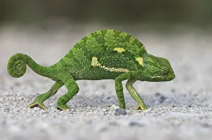 Flap-necked Chameleon (Chamaeleo dilepis)