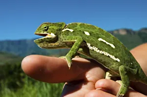 Flap-necked Chameleon (Chamaeleonidae) sitting on a hand
