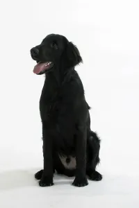Flat-coated Retriever, 6 month
