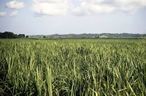 Flat fields of a sugar plantation with distant factory, Jamaica, West Indies 1970, Central America