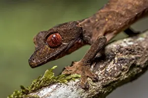 Flat-tailed gecko (Uroplatus fivehy)
