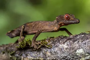 Flat-tailed gecko (Uroplatus fivehy)