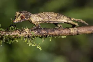 Flat-tailed gecko (Uroplatus fivehy)