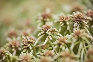 Flat-topped bogmoss (Sphagnum fallax) Frankonia
