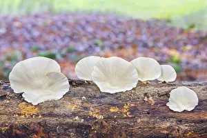 Flat white mushrooms growing on tree trunk in forest