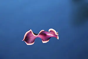 Flatworm, Palau, Micronesia (Pseudoceros)