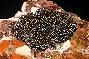Flatworm (Pseudobiceros sp.), Ponta de Sao Vicente