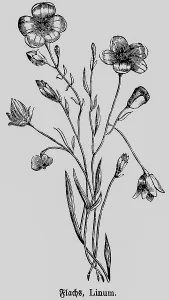 Flax or linen (Linum) plant with flower and stem