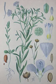 Flax (Linum usitatissimum), historical illustration from 1885