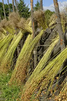 Flax sheaves are dried, flax processing
