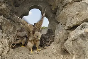 Fledgeing Common Kestrels (Falco tinnunculus) in the nest