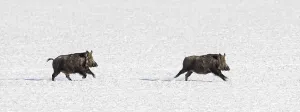 Two fleeing wild boars (Sus scrofa) running over snow covered field in winter