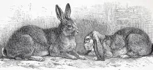 Flemish Giant Rabbit and Ram, Historic