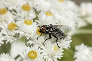 Flesh fly (sarcophagidae) on white flowers