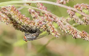Two flies in the mating process on a plant with tiny red-eyed details