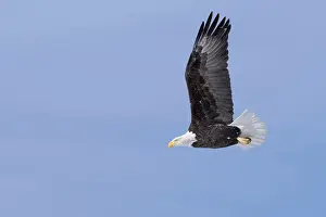 In flight... Bald eagle (Haliaeetus leucocephalus)