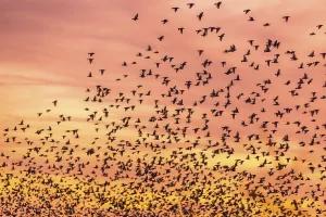 Flight of starlings (Sturnus vulgaris) in orange sky at sunset