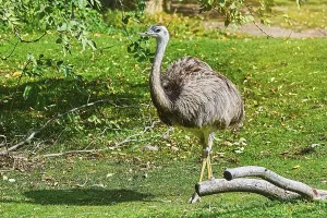 Flightless Bird - Greater Rhea (Rhea Americana) Vienna