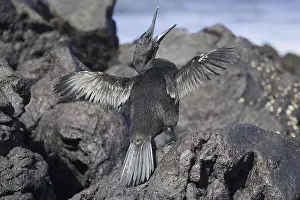 Flightless Cormorant or Galapagos Cormorant (Phalacrocorax harrisi)