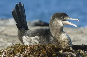 Flightless cormorant (Nannopterum harrasi)