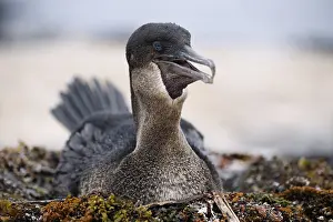 Flightless cormorant (Phalacrocorax harrisi)