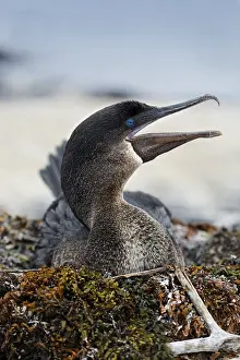 Flightless cormorant (Phalacrocorax harrisi)