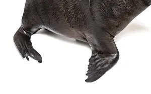 Flippers of a South American sea lion