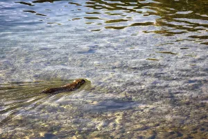Floating nutria. Inhabitants of reservoirs with slow current