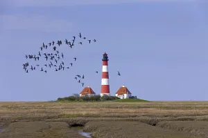 Flock of barnacle geese (Branta bernicla) (Branta leucopsis) and brant