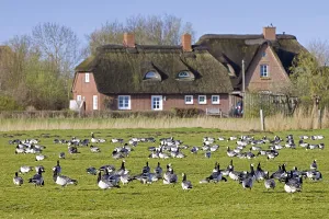 Flock of barnacle geese (Branta leucopsis) foraging in field