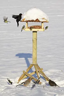 Flock of birds at the bird feeder in winter