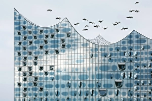 Flock of birds flying over the glass facade of the Elbe Philharmonic Hall, Hamburg, Germany, Europe