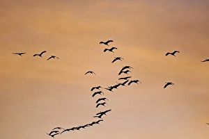 Flock of birds flying in the orange-coloured evening sky, cranes, Mueritz, Mueritz National Park, Mecklenburg-Vorpommern, Germany, Europe