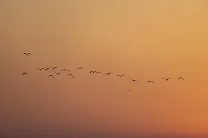 A flock of birds silhouetted against a serene sunset sky-Netrokona