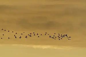 Flock of birds in the sky at dusk